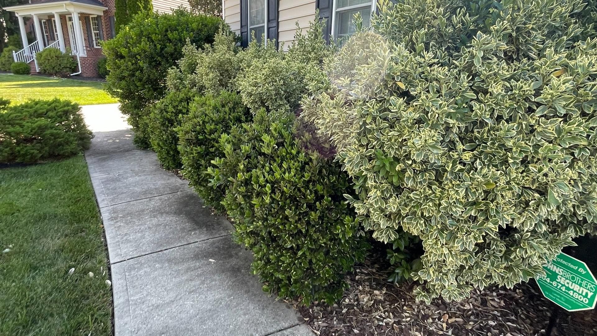 Overgrown shrubs before professional trimming by Tayeb's Landscaping in Chesterfield, VA.