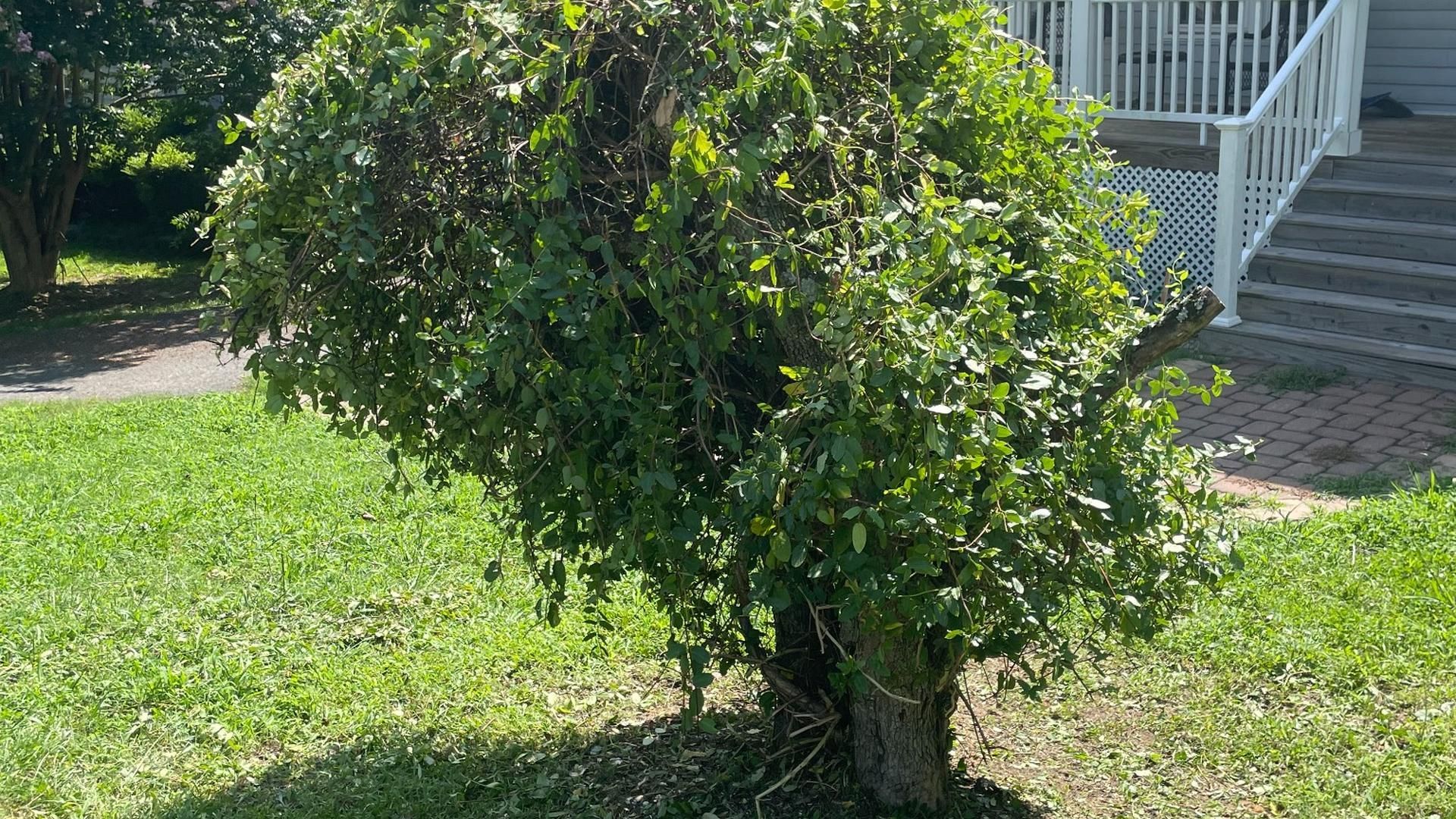Residential shrub being professionally pruned and shaped in Chesterfield, VA.