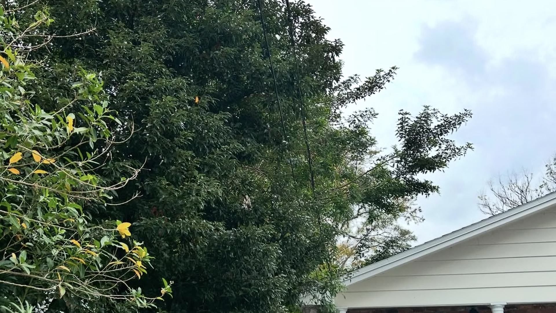 Overgrown and damaged tree before professional tree pruning in Chesterfield, VA.