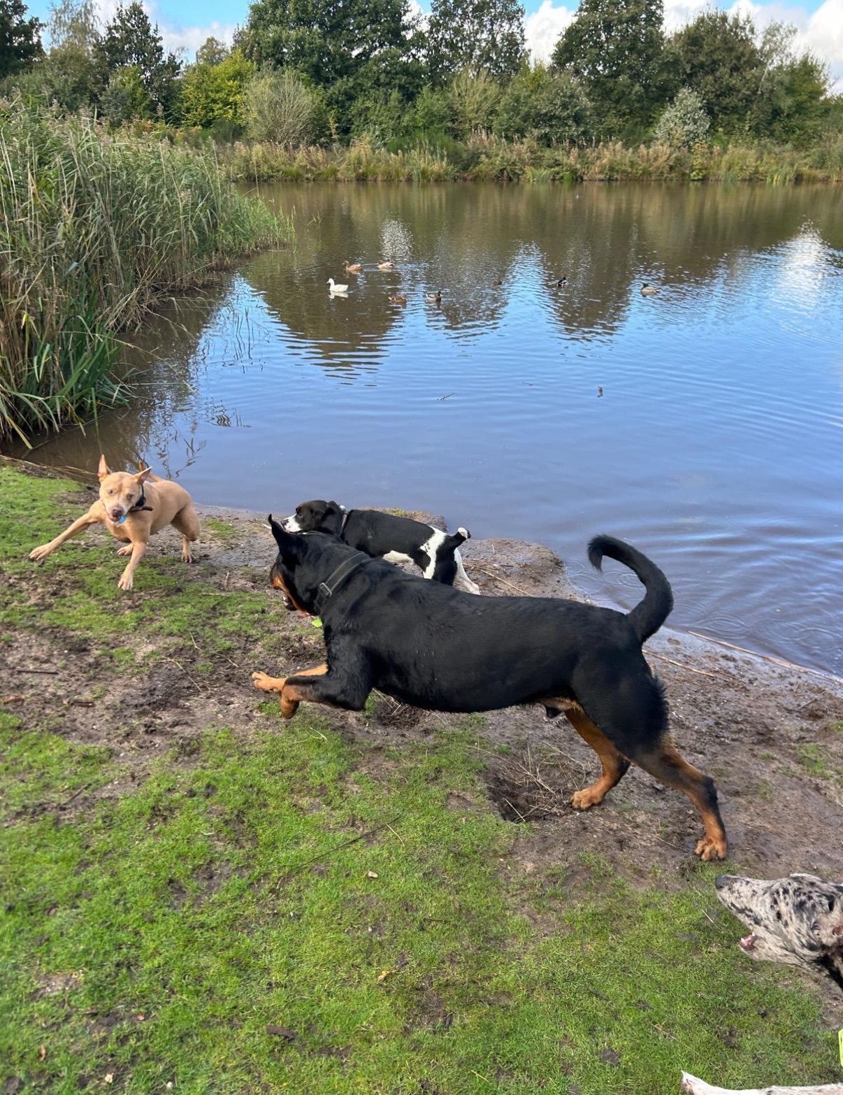Dogs playing by a lake; one tan, one black and brown, and one black and white, running on the shore.