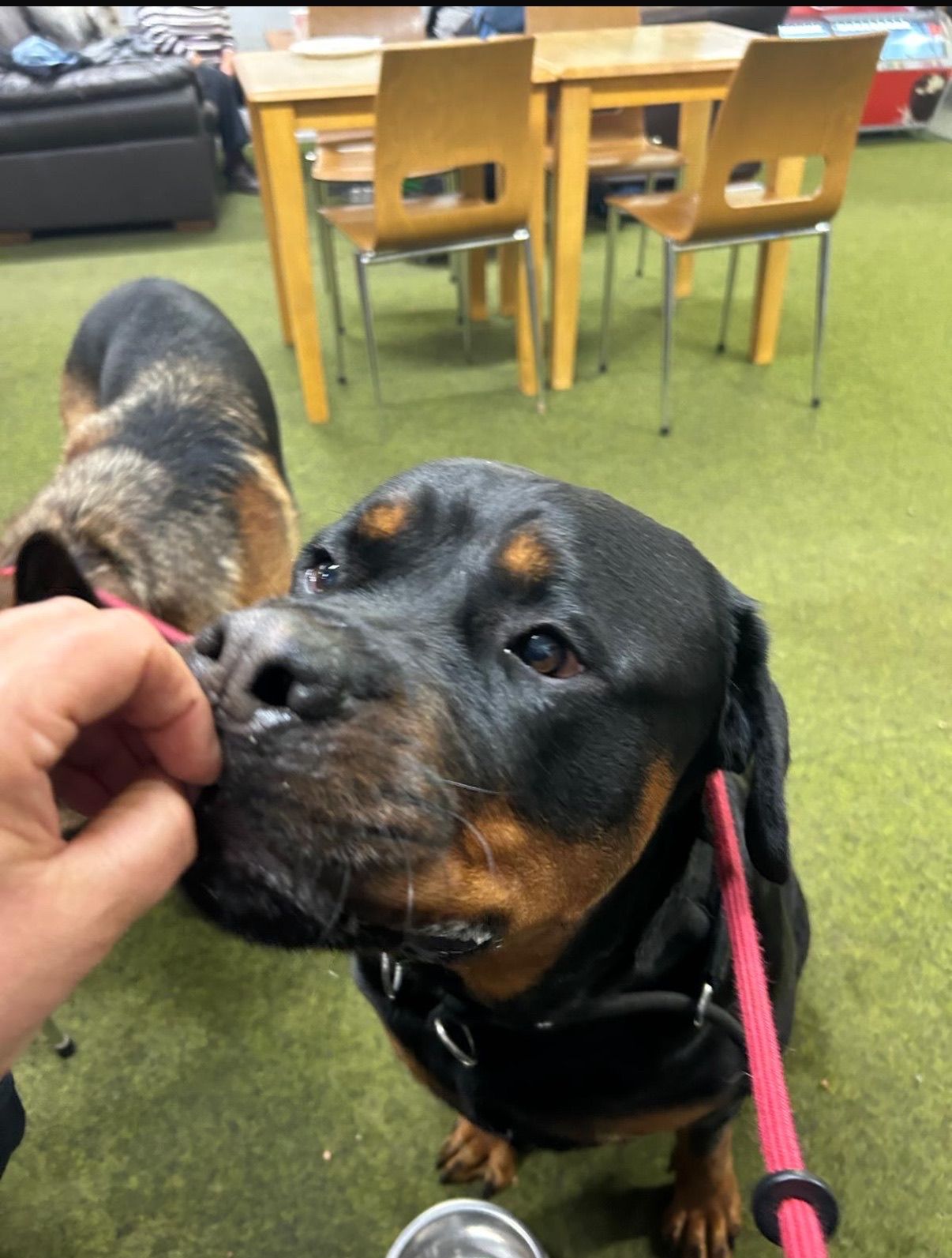 Rottweiler being given a treat by a hand, other dog in the background, indoors on green carpet, wooden chairs and table.