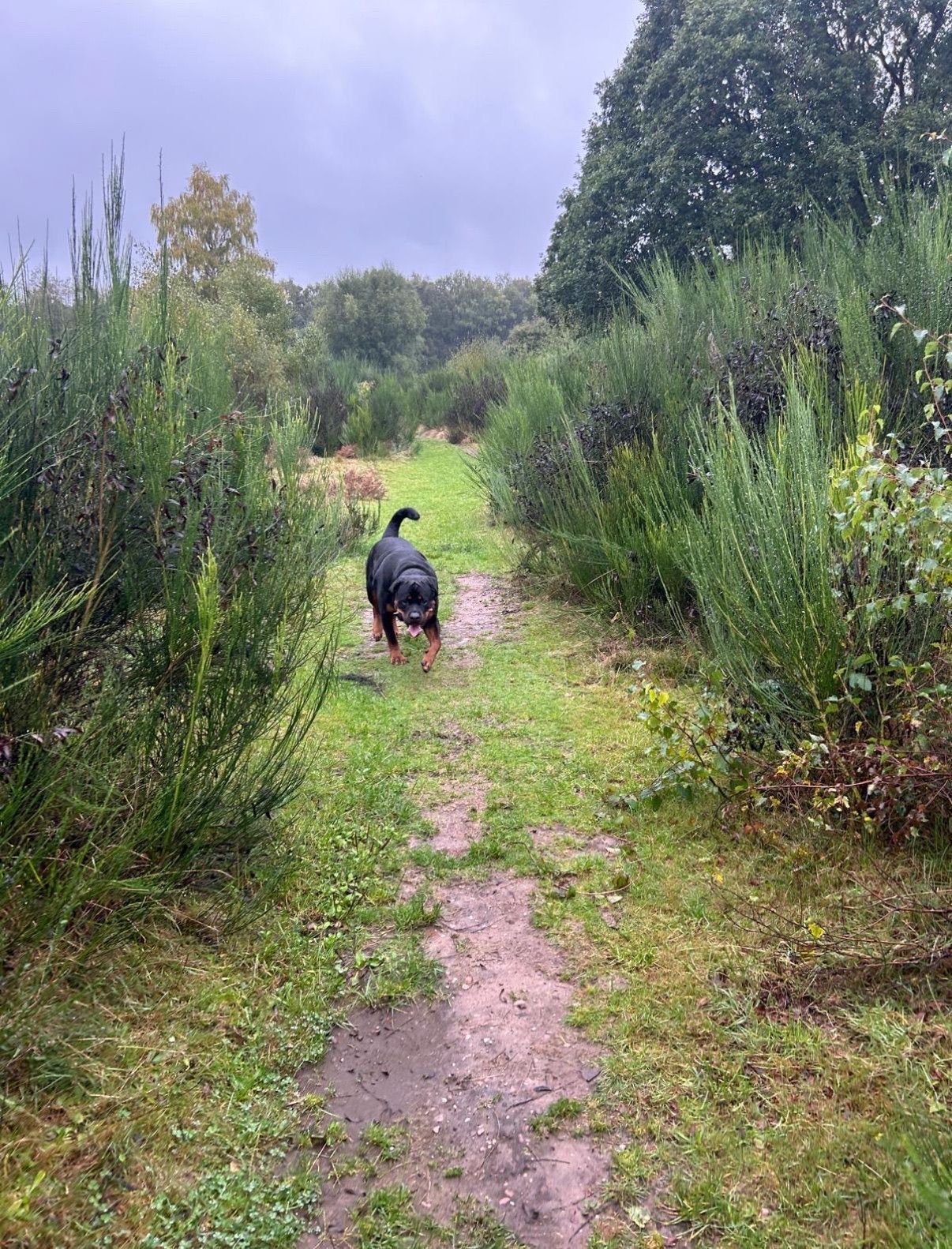 Dog walking away on a muddy path through green bushes and trees under overcast sky.