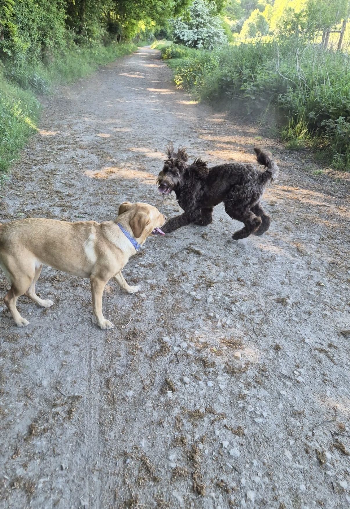 Two dogs play on a dirt path in a wooded area. One is tan, the other black and shaggy.