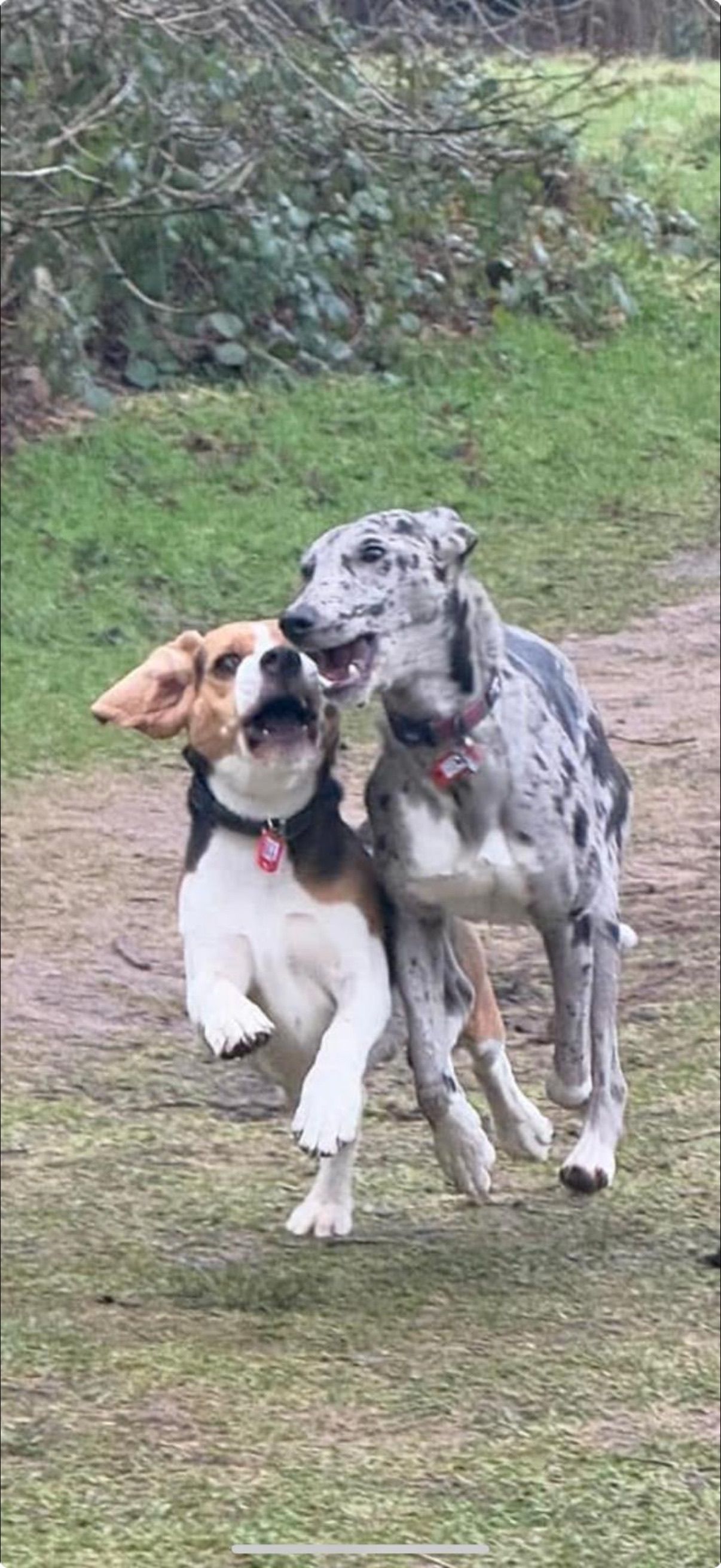 Two dogs, a beagle and a spotted dog, running on a path. The beagle is mid-bark, and the other dog is beside it.