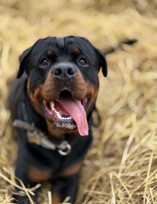 Rottweiler dog with a brown and black coat panting with tongue out, lying in hay.