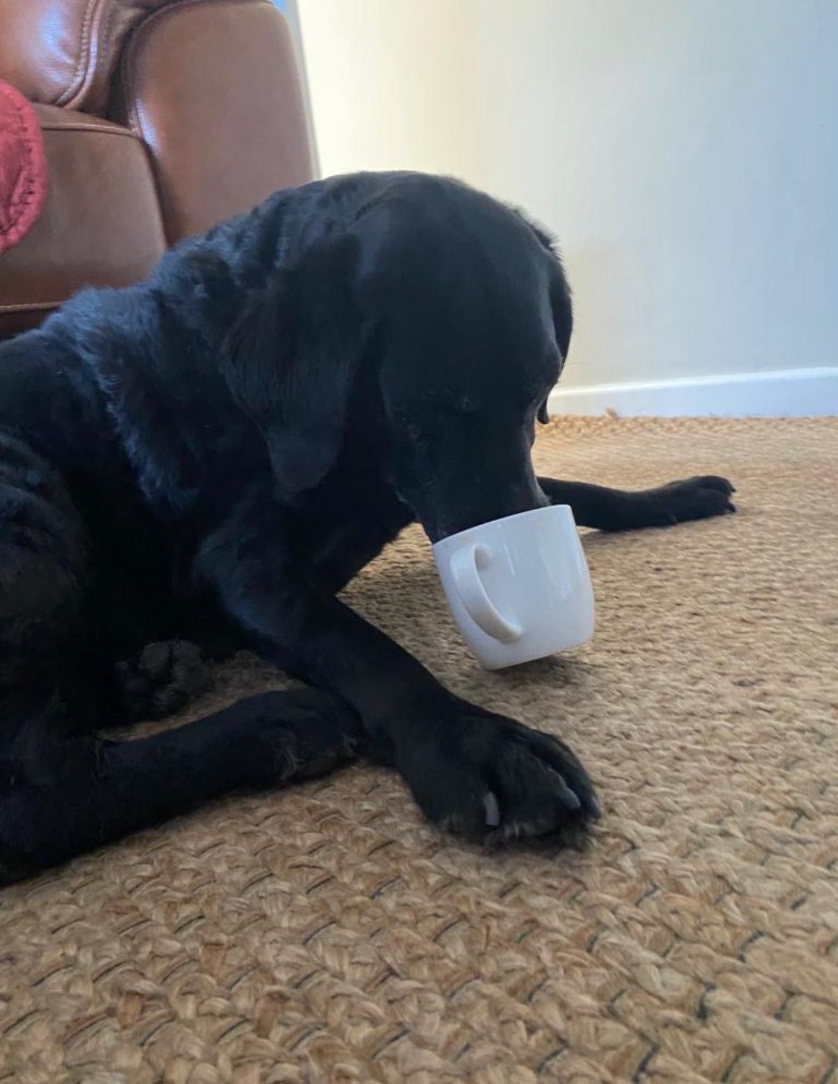 Black Labrador dog with head in a white mug on a woven rug.