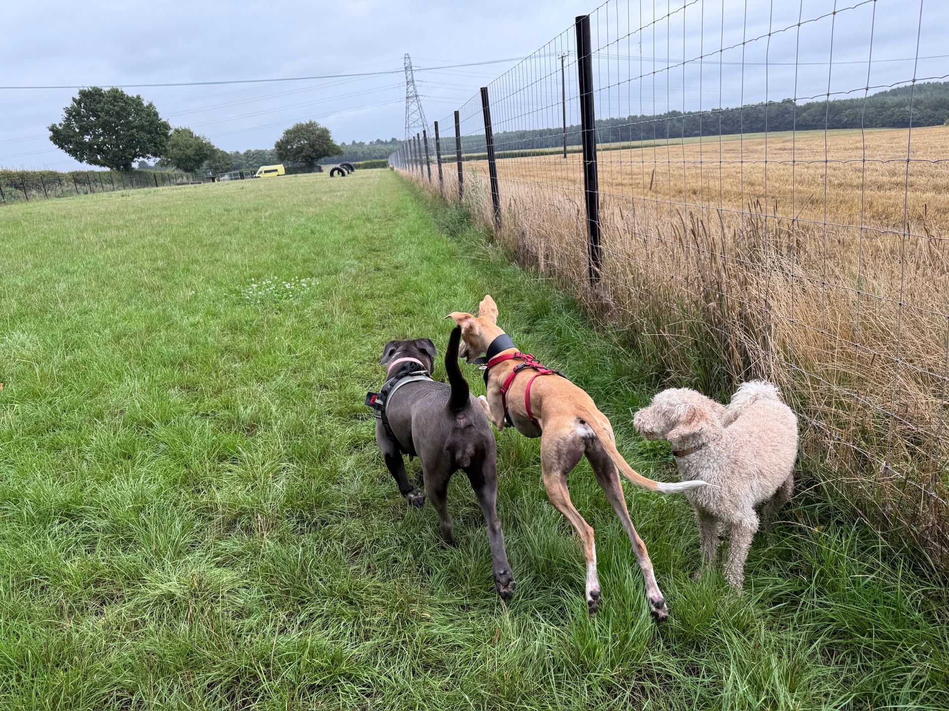 Three dogs running alongside a fence in a grassy field.