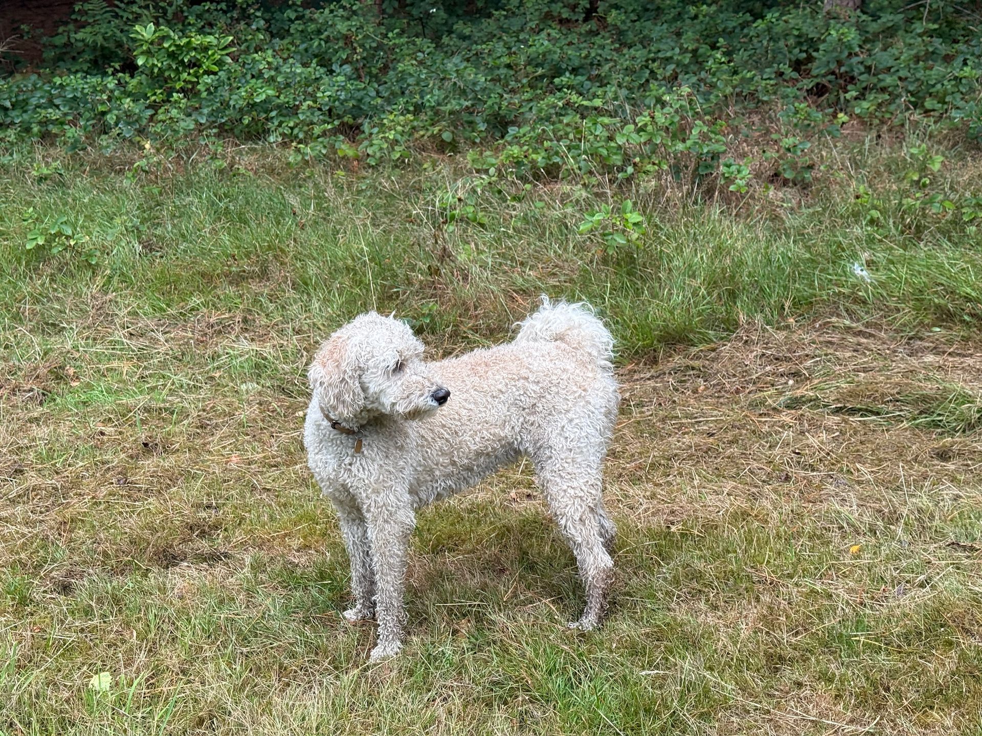 Beige poodle stands in a grassy field, looking over its shoulder.