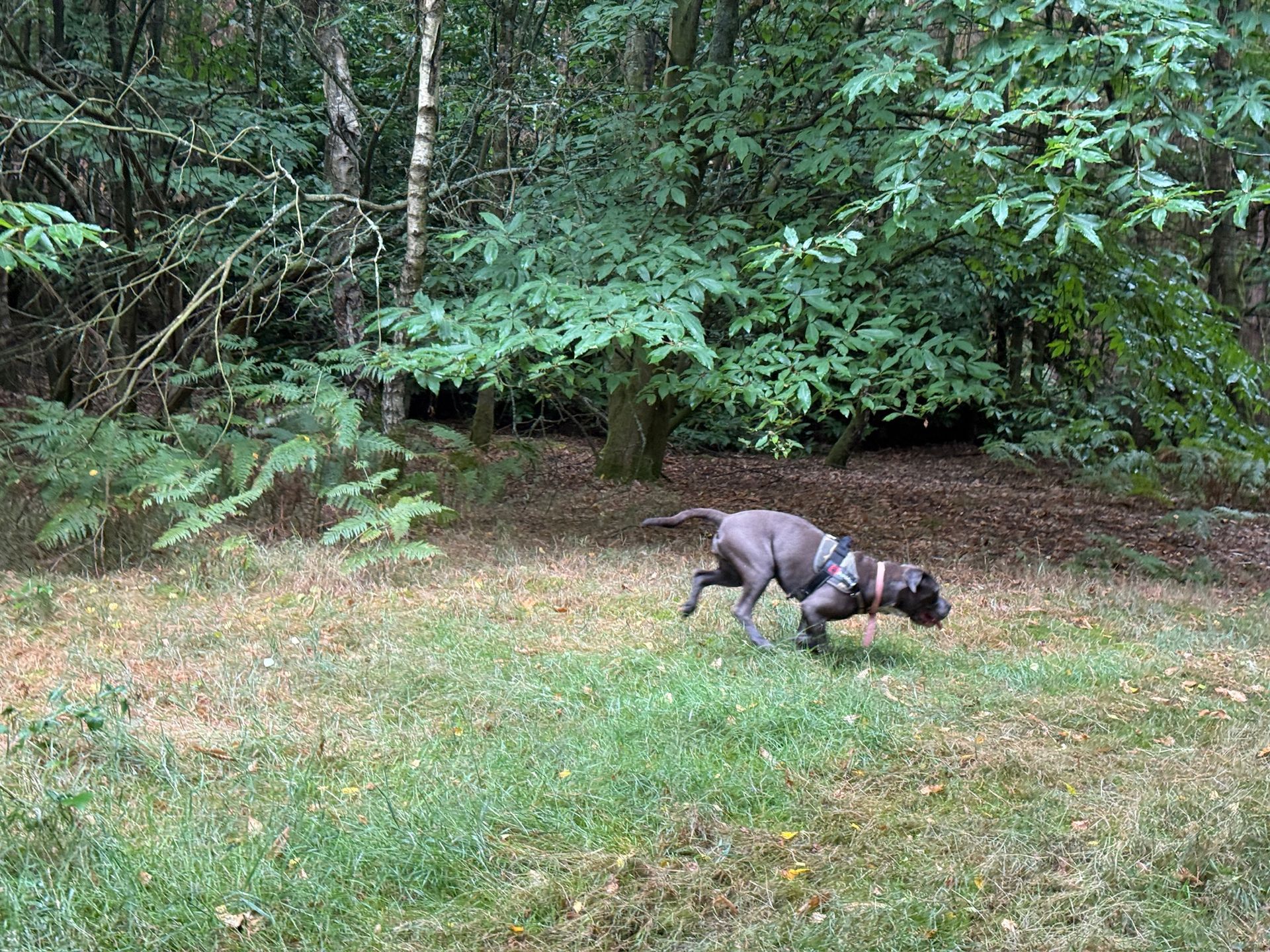 Dog running in a forest clearing. Dark gray dog wears a harness, green foliage in the background.