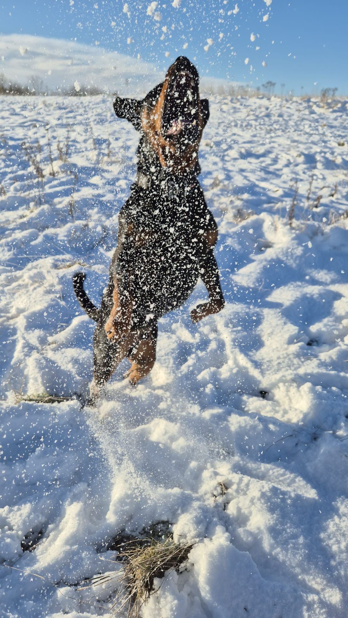 Dog jumping in snow, playing in field. Blue sky.