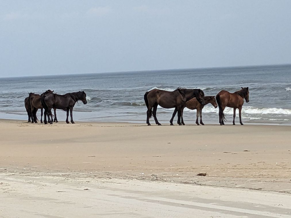 Four horses standing on a sandy beach by the ocean under a cloudy sky