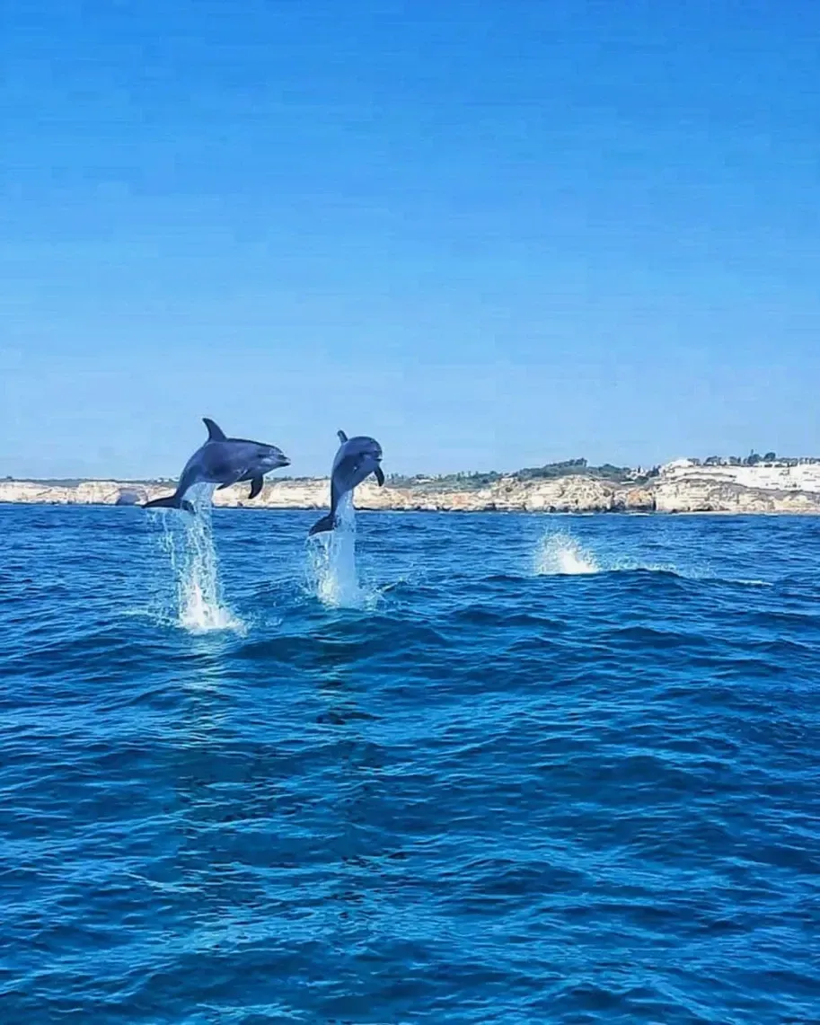 two dolphins are jumping out of the water .