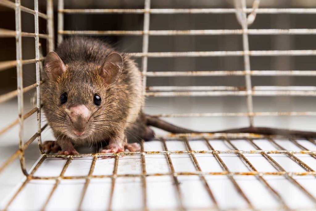 Rat trapped in metal cage