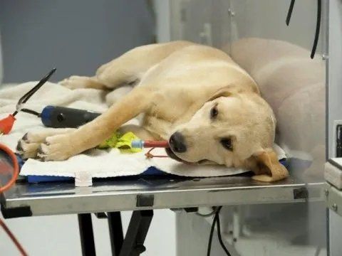 Laboratorio di analisi per animali