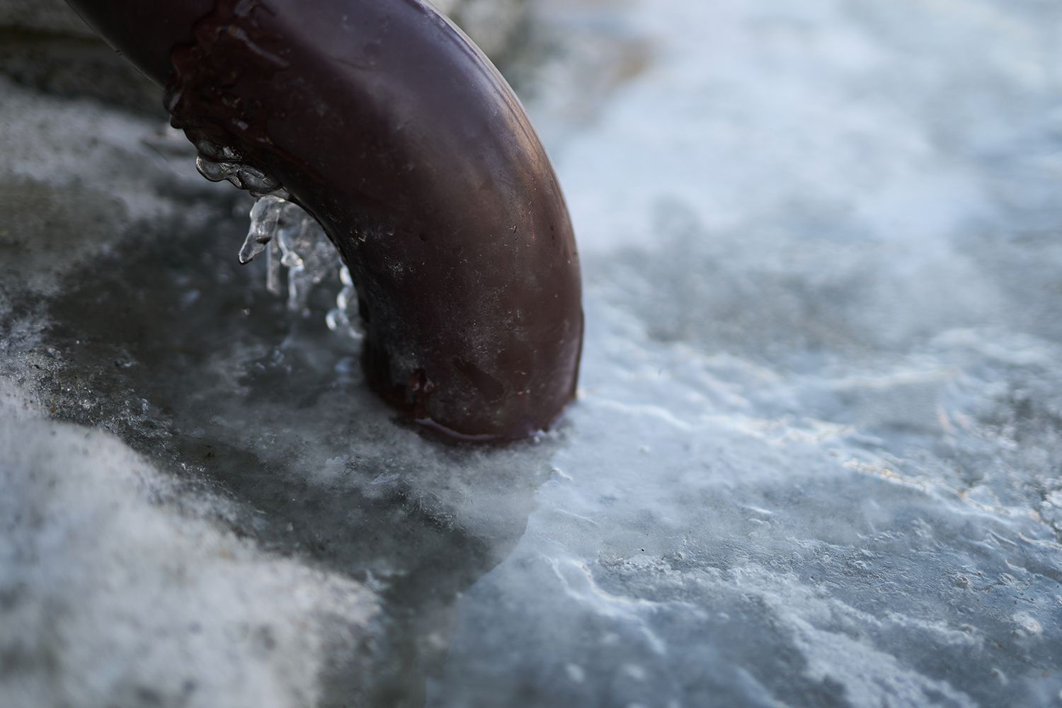 Close-up of a brown marine animal’s curved body breaking through icy water