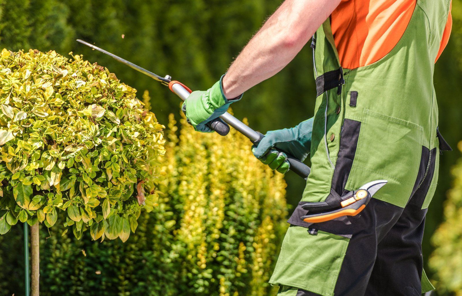 A gardener in green overalls and gloves uses hedge shears to trim a round bush in a sunny outdoor setting.