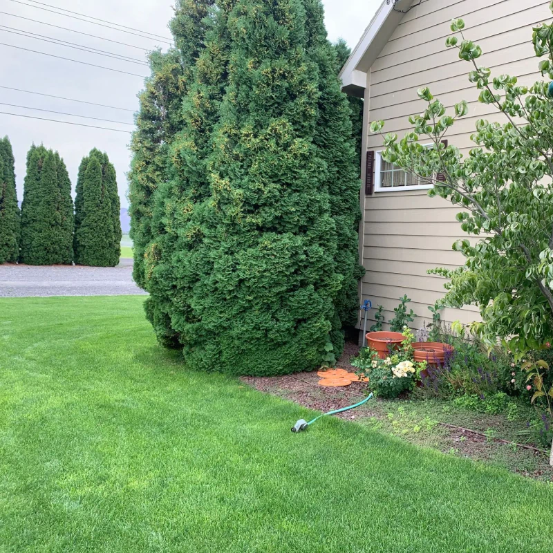 A lawn view of tall evergreen trees next to the side of a tan house with a garden bed and hose.