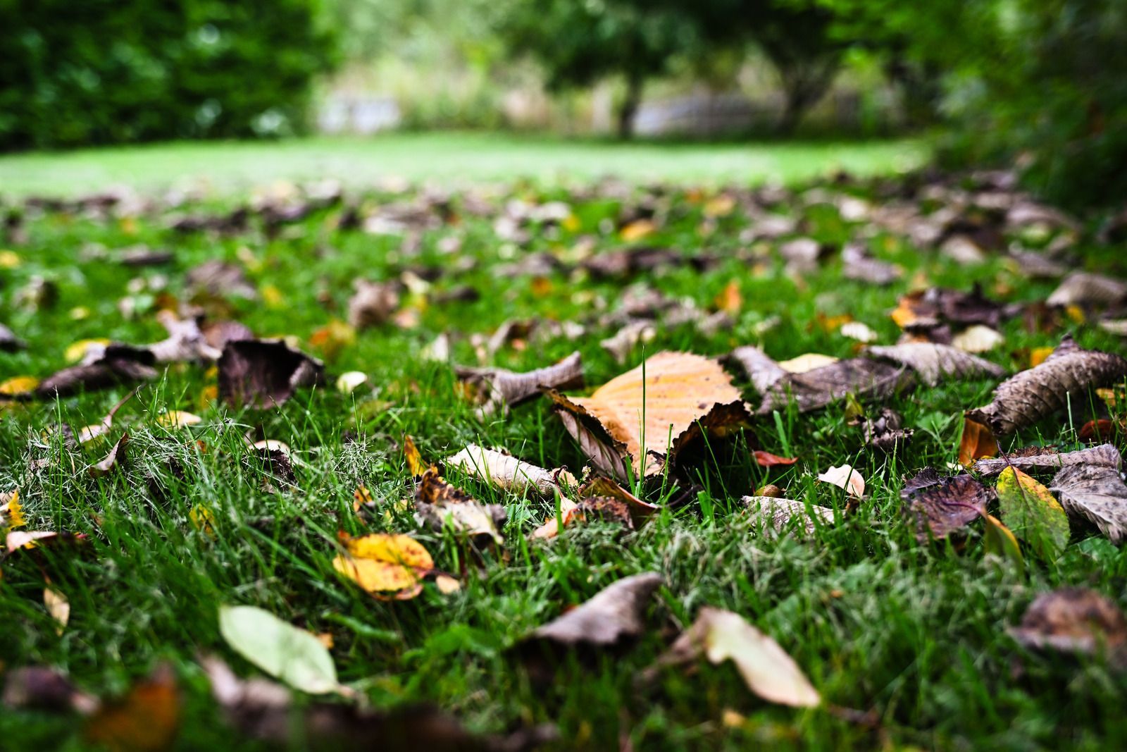 Fallen autumn leaves of various colors scattered across a green grassy lawn with a blurred background.