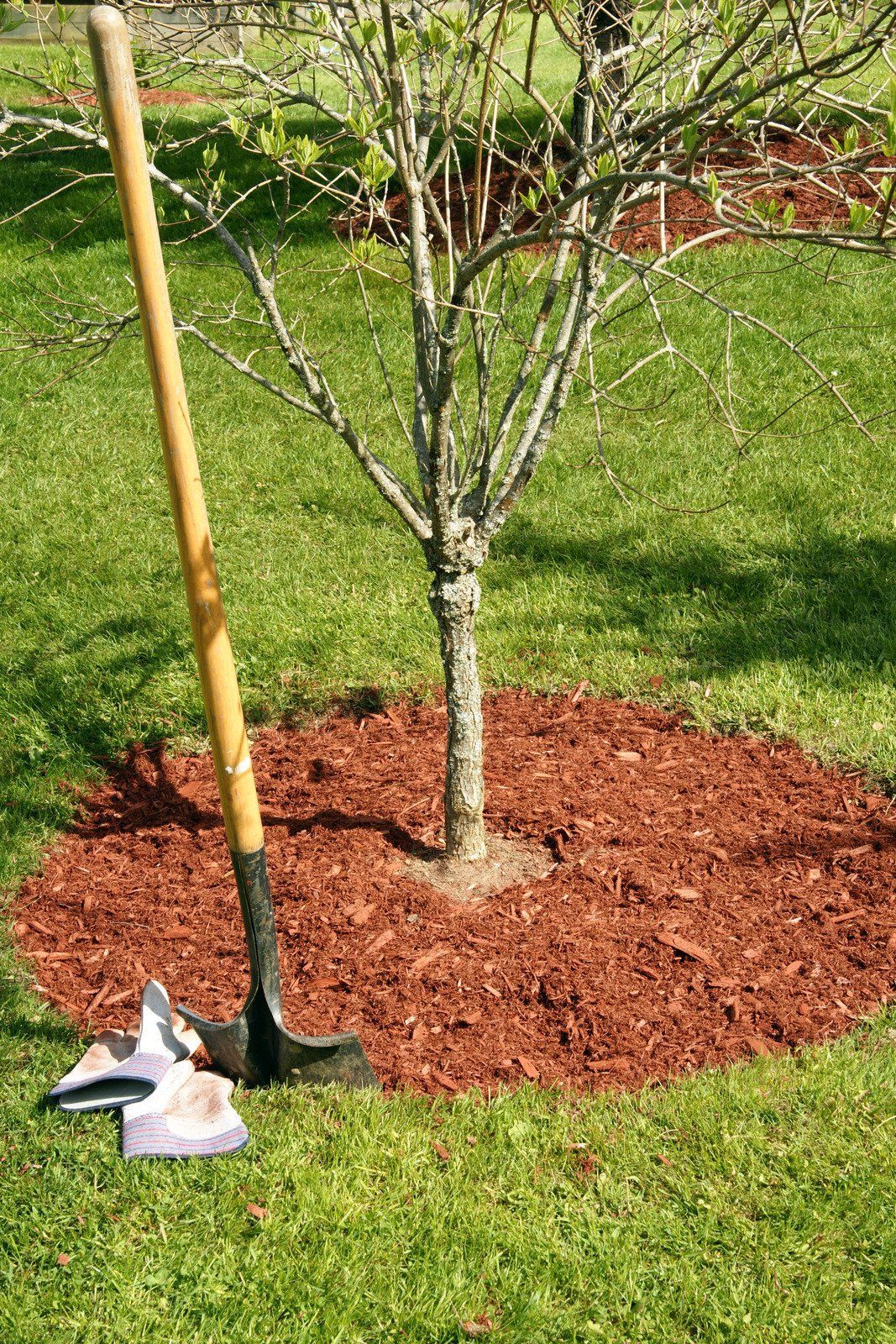 A young tree with red mulch around its base, standing in a green lawn next to a shovel and gardening gloves.