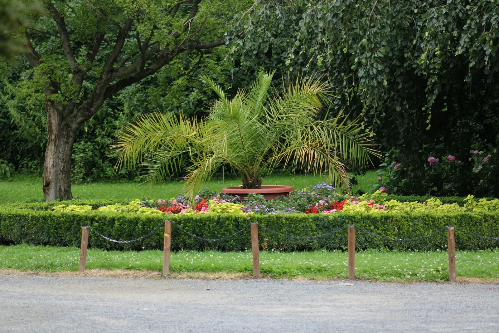 A palm tree in a terracotta pot sits in the center of a manicured hedge garden, surrounded by trees and a gravel path.