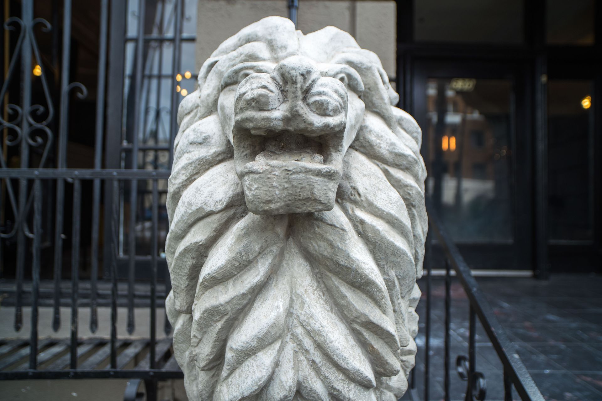 lion