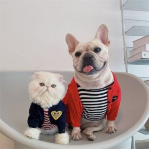 A cat and a dog in matching outfits sit together. The dog has its tongue out and is smiling.