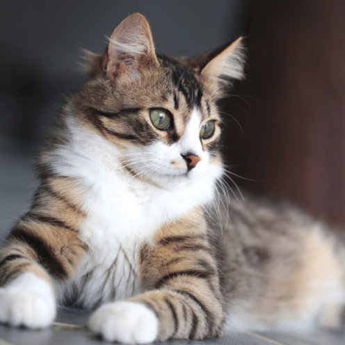 Fluffy tabby cat with white chest and paws, gazing intently, lying down.