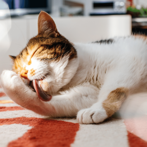 Cat grooming itself, licking paw while lying on a striped rug in sunlight.