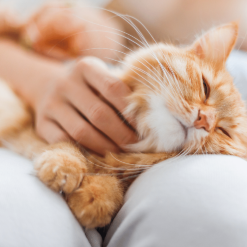Orange cat being petted, lying on white fabric, with closed eyes and relaxed expression.