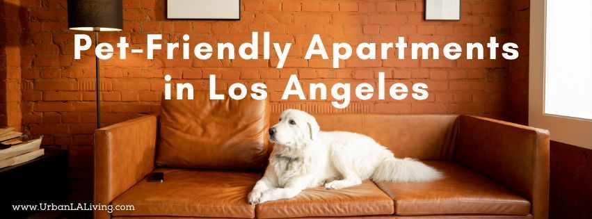 A dog lounging on a brown leather couch; text overlay reads 