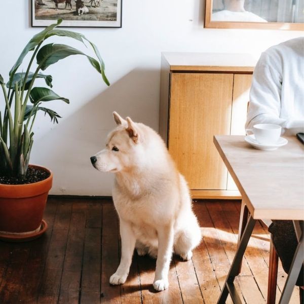 Dog sits beside potted plant near person at a table indoors.