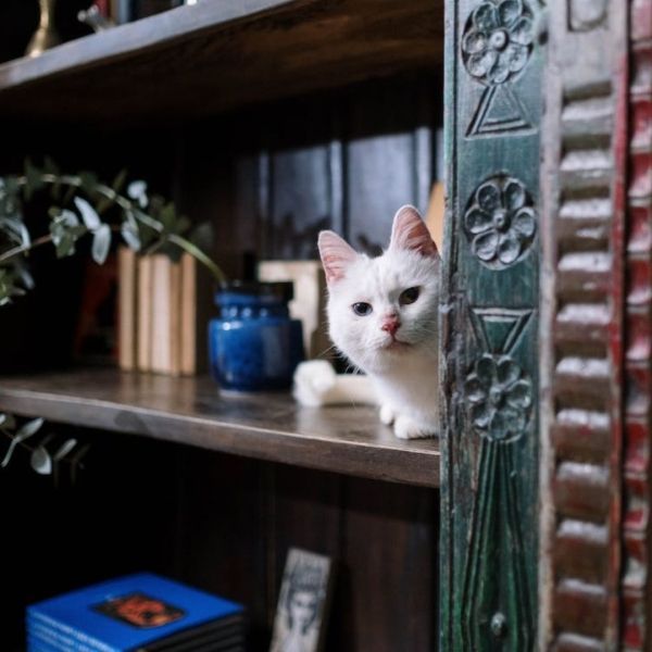 White cat peeking out from behind an ornate, dark wooden shelf.