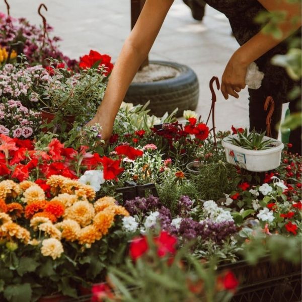 Person tending colorful flowers at a market or garden, with various blooms in focus.