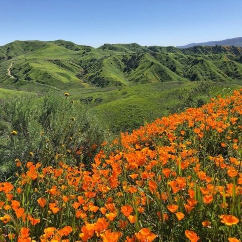 Rolling green hills with a foreground of orange poppies under a blue sky.
