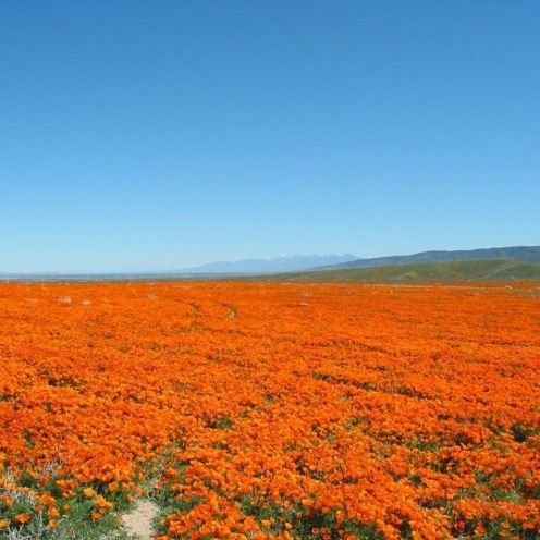 Field of orange poppies under a clear blue sky, with a mountain range in the distance.