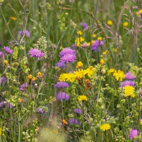 Field of colorful wildflowers, including purple, yellow, and green, in a natural setting.