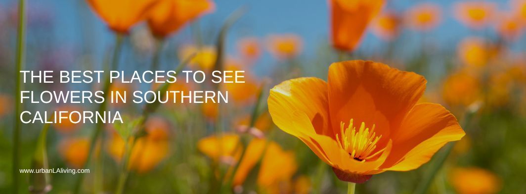 Orange California poppies with text: The best places to see flowers in Southern California.