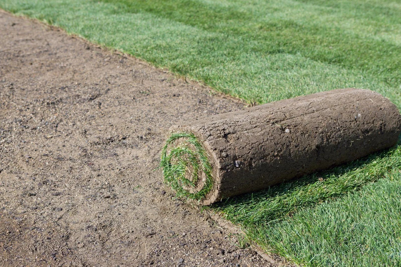 Rolled-up artificial grass turf beside a patch of bare soil on a lawn