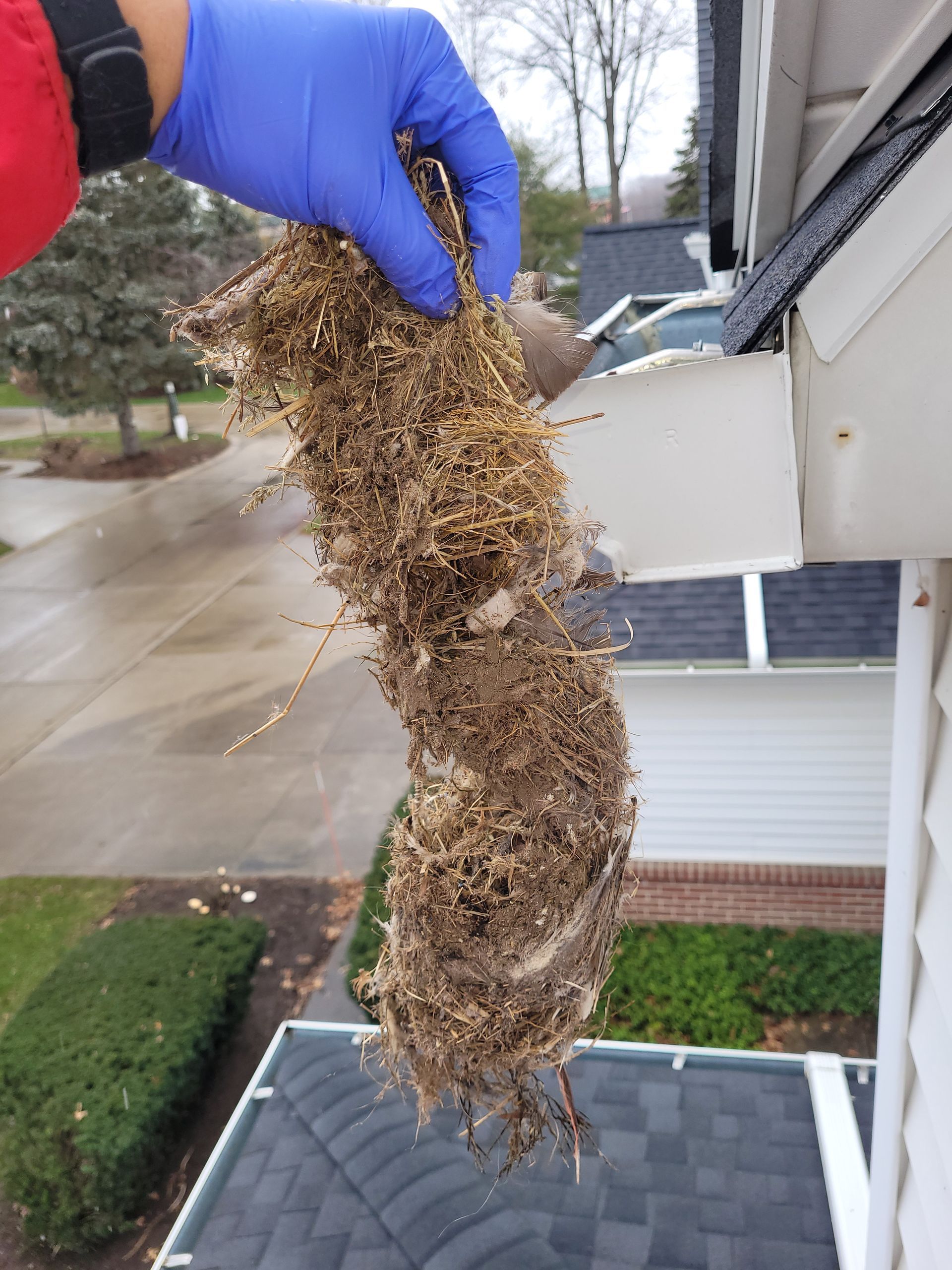 Person in blue glove holding a large, tangled clump of dried debris removed from a gutter.