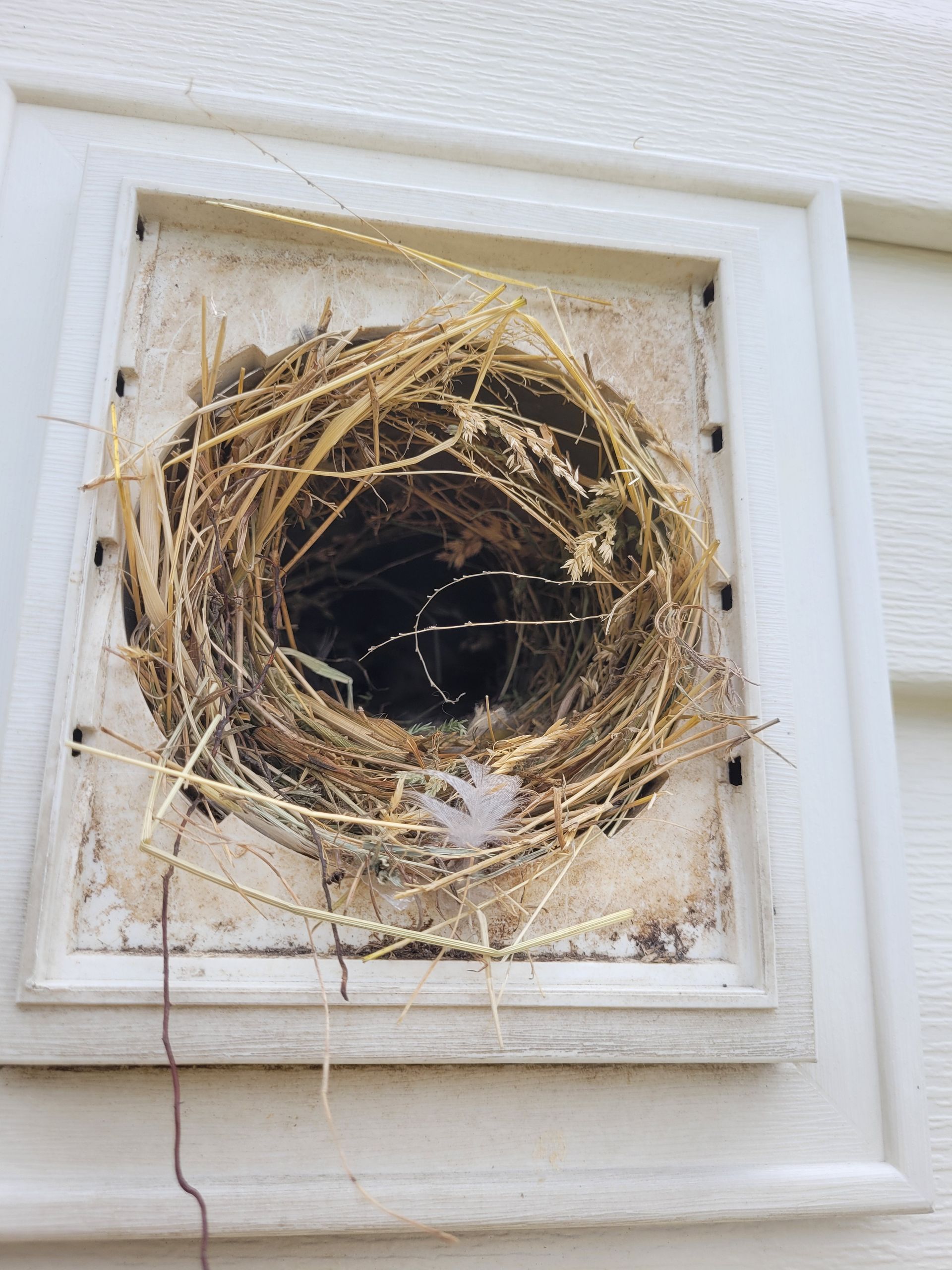 Bird nest built inside a white square vent on a white building exterior.