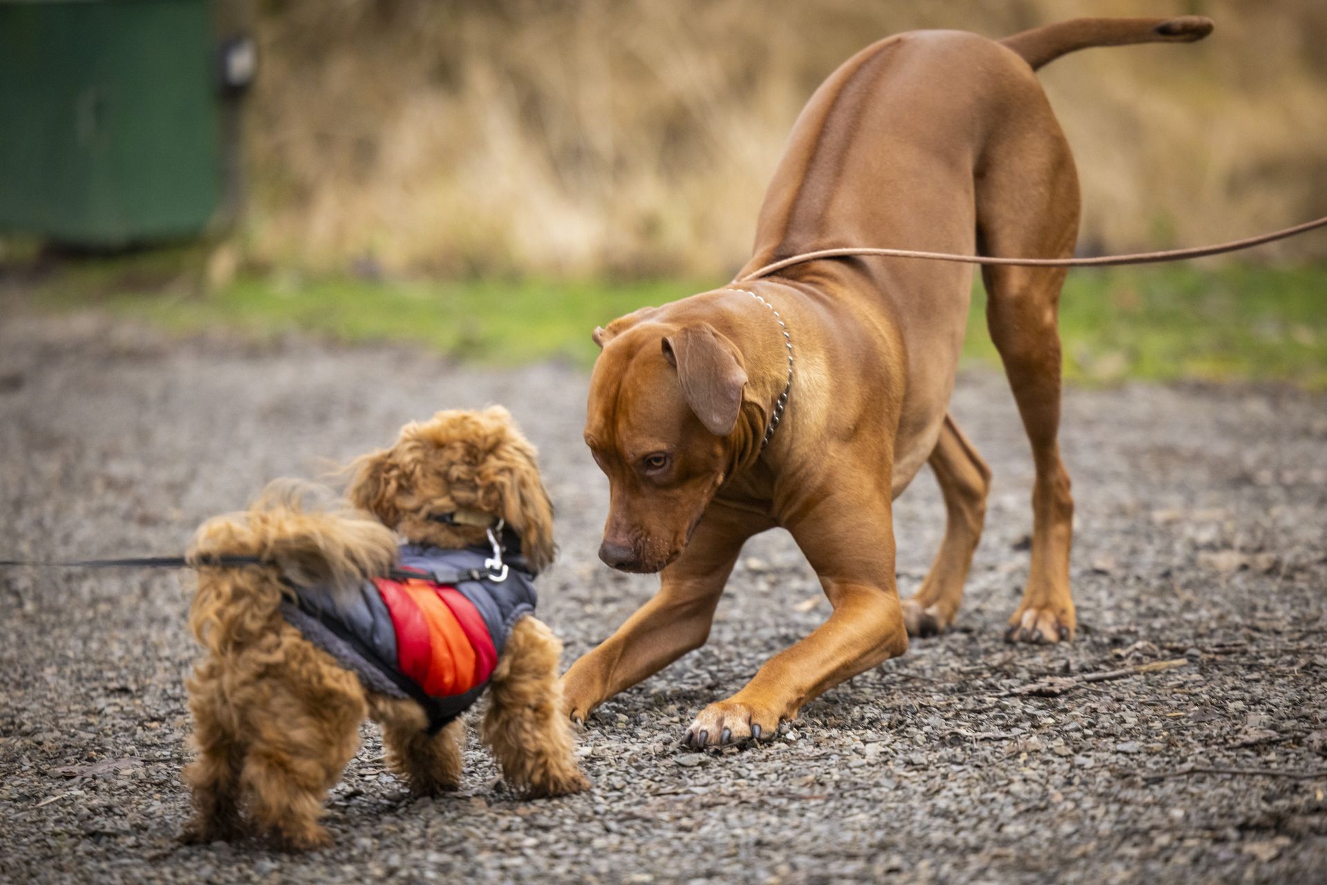 Two dogs are playing with each other on a dirt road.