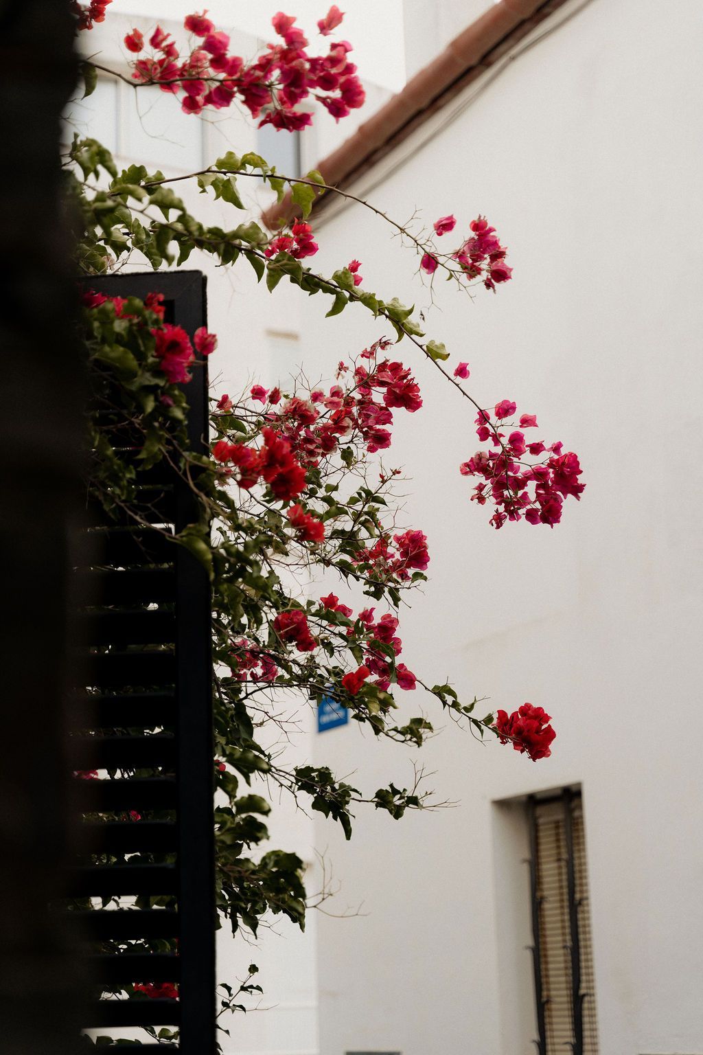Red bougainvillea blooms cascade down a white building, next to a dark shutter.