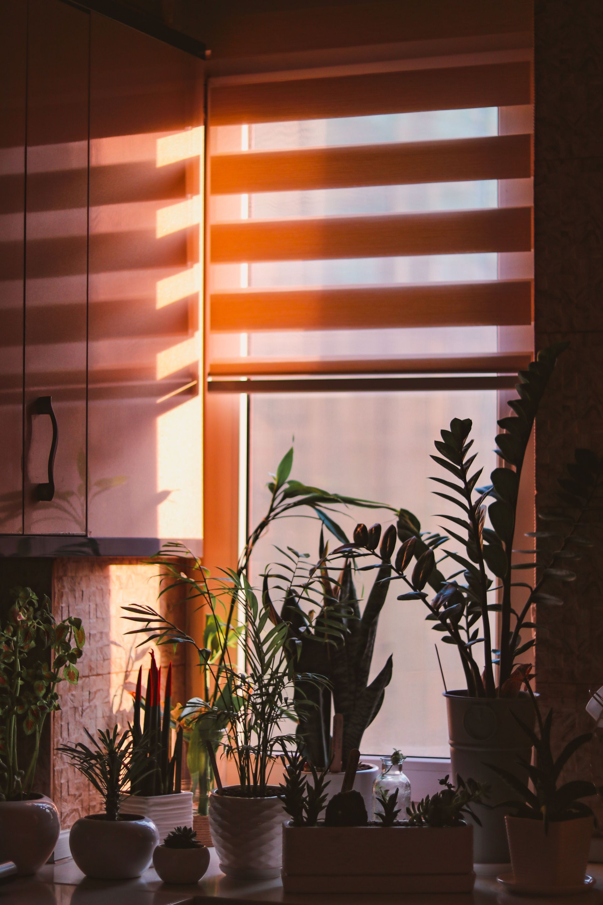 Sunlit indoor plants on a windowsill beside striped blinds, with warm orange light.
