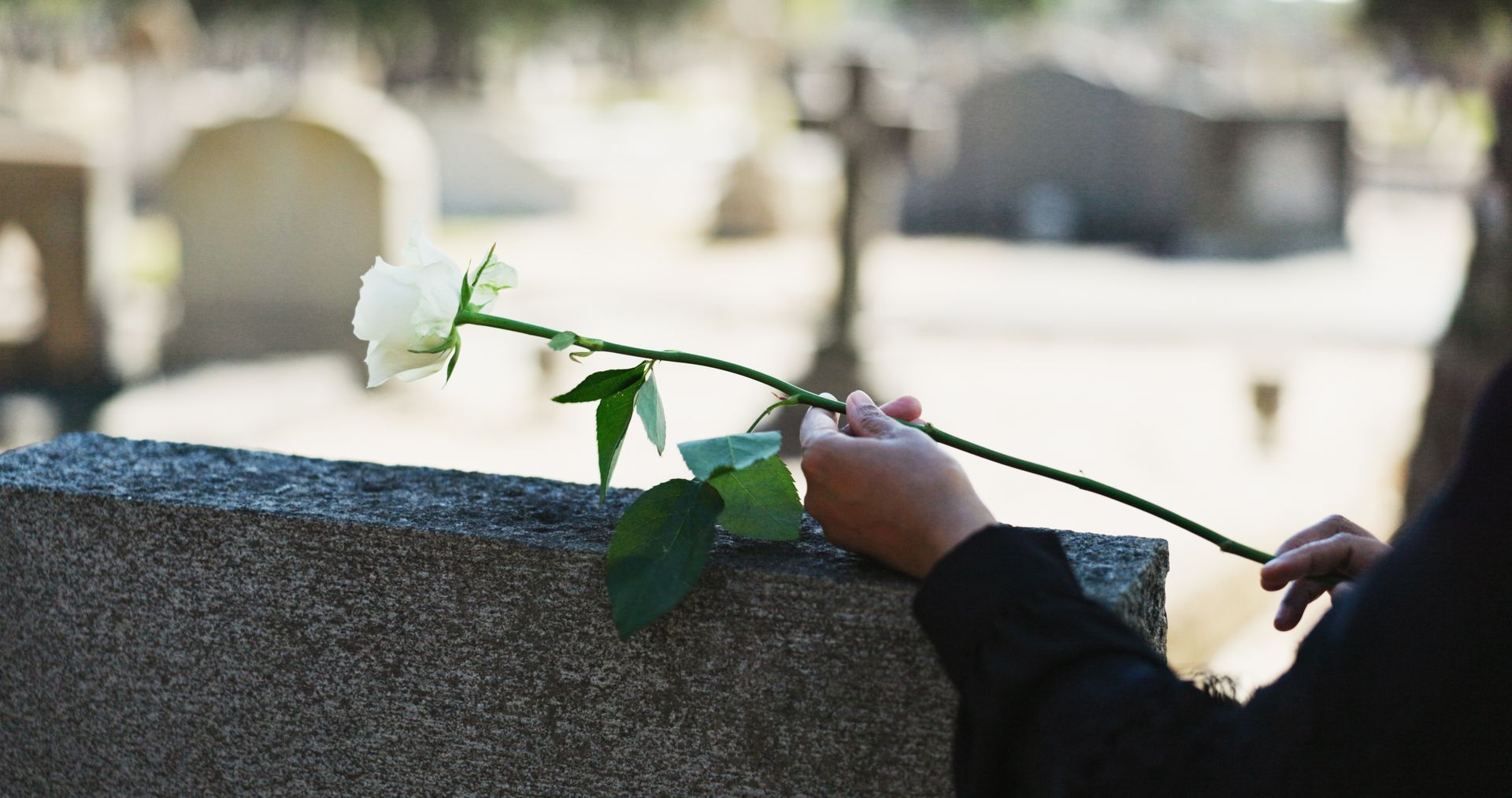 Hand holding a white rose, placing it on a tombstone in a cemetery.