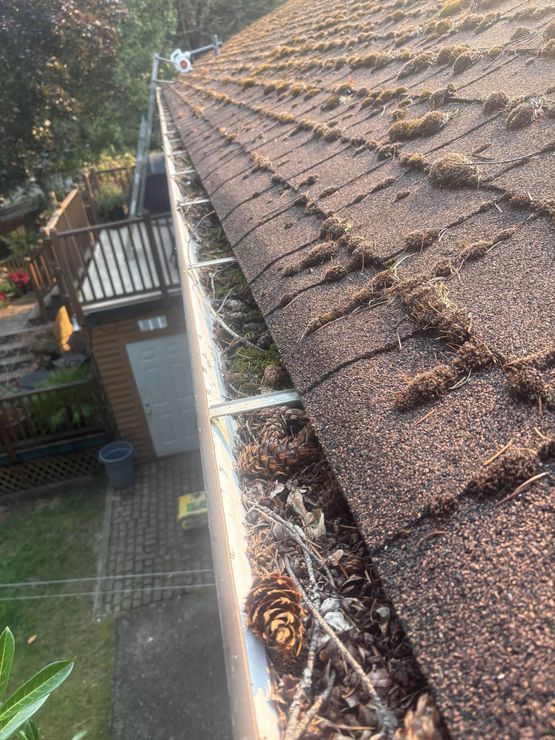 Mossy residential asphalt shingle roof with gutter full of pinecones and sticks