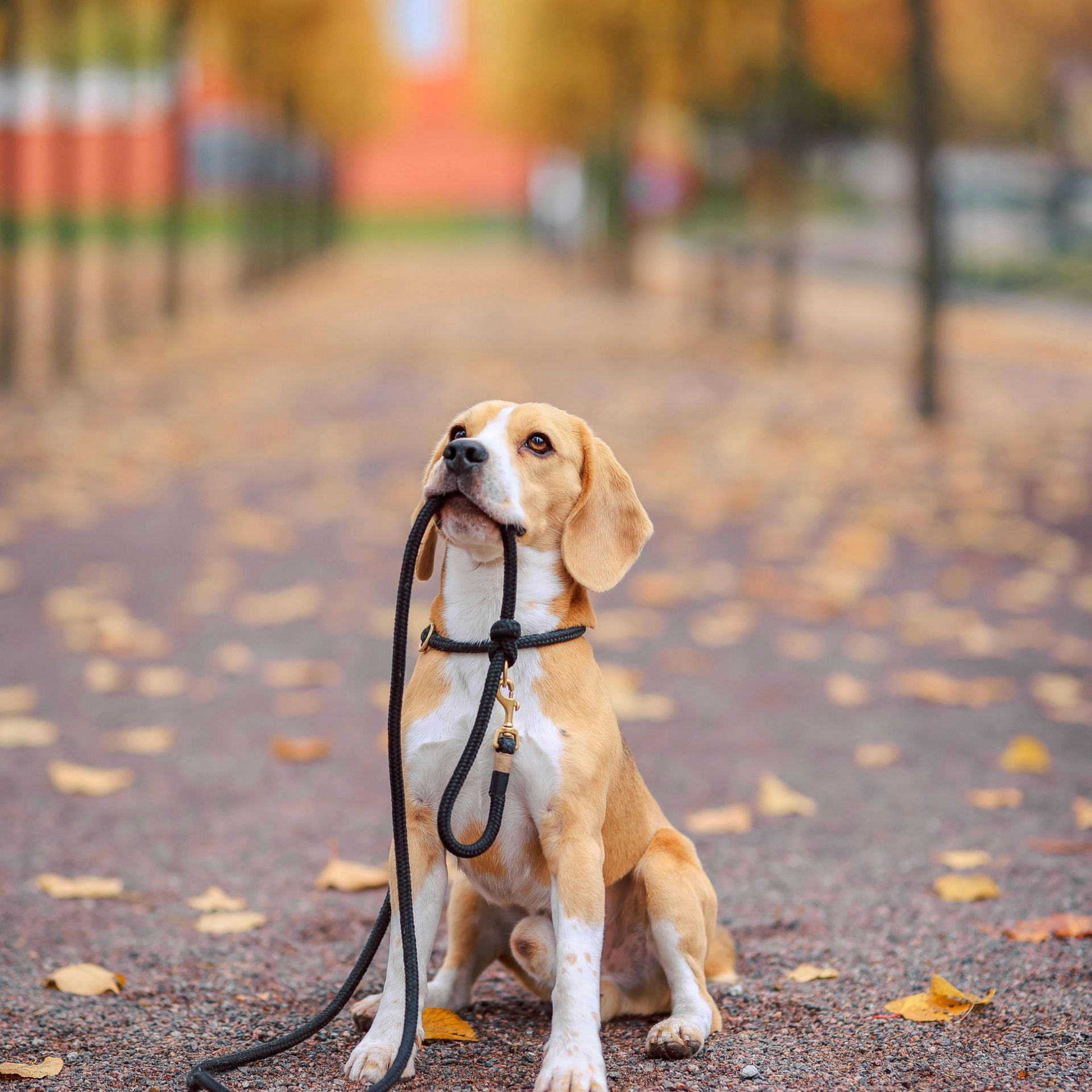 Beagle dog sitting on a path, holding a black leash in its mouth; autumn leaves.