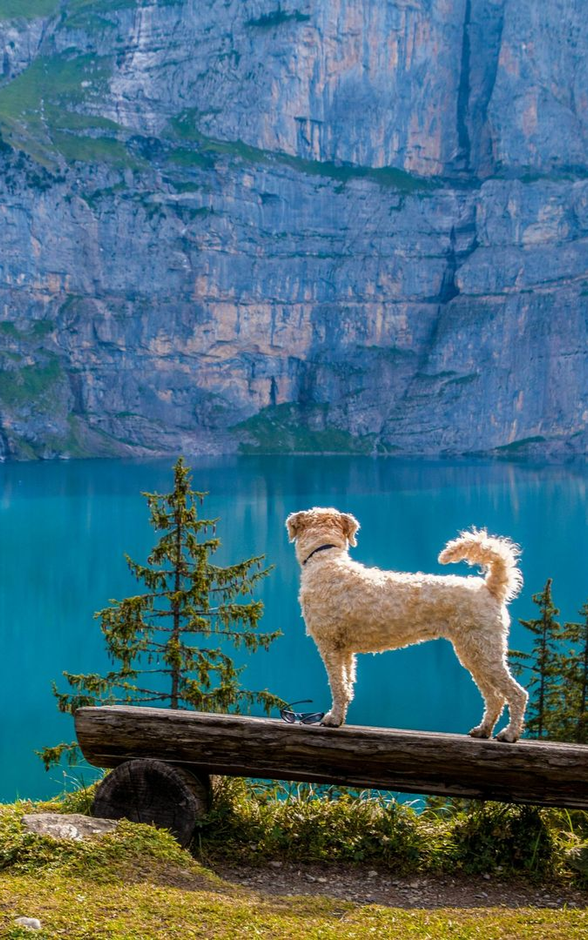 Dog on a bench with mountains and lake