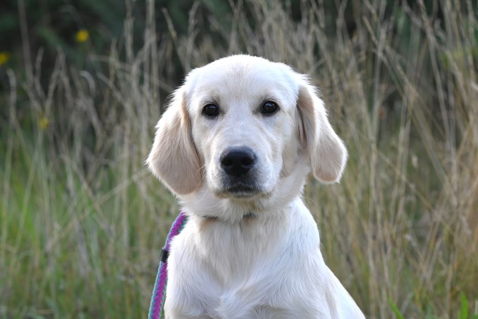 White puppy with a purple leash sitting in tall grass outdoors