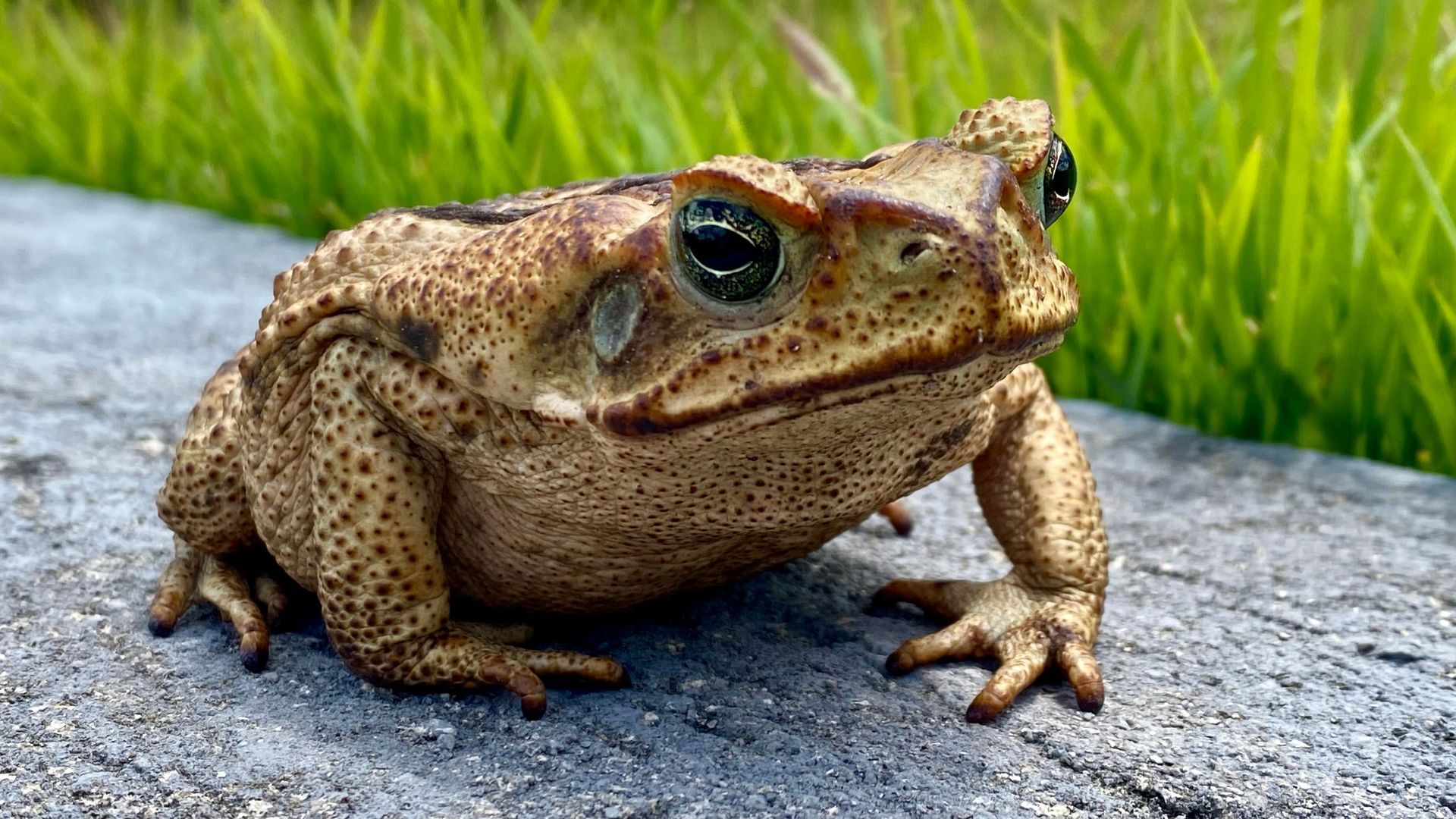 Brown toad sitting on a stone path with green grass in the background