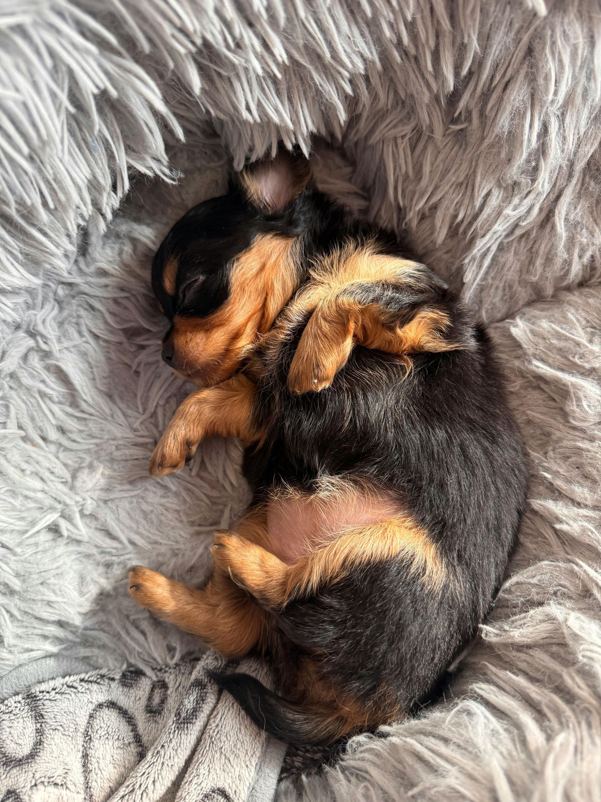 Black and tan puppy sleeping curled up on a fluffy gray bed.